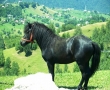 Armasar